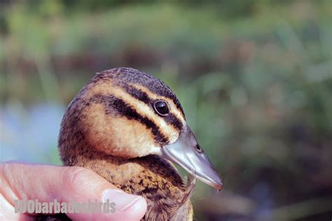 Birds of Barbados: Masked Duck Laurie