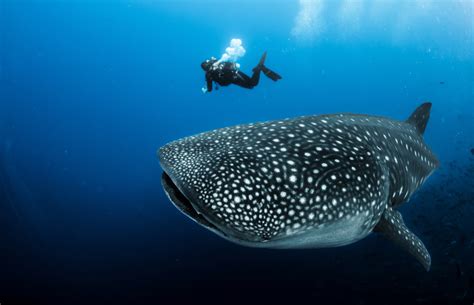 Whale Sharks, Earth's Largest Fish, Also Commonly Eat Plants | Discover ...