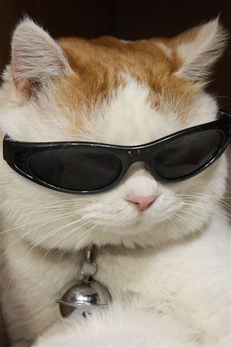 Cool Cat................ | Imagenes de gatos graciosos, Gato con gafas, Gato con lentes