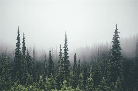 pine trees, Forest Wallpaper | Tree desktop wallpaper, Tree wallpaper ...