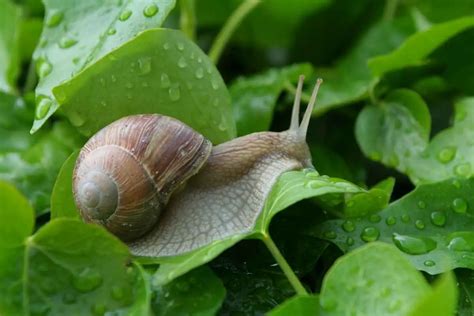 What Do Snails Eat? - Gardenia Organic