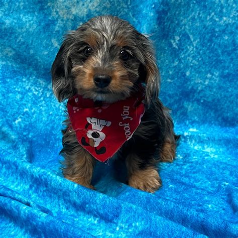 Dorkie Puppy Blue Merle ID:2835 Located at Petland Pensacola, Florida