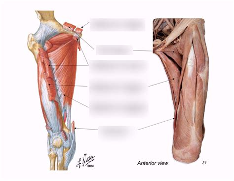 MSS Hip Adduction Diagram | Quizlet