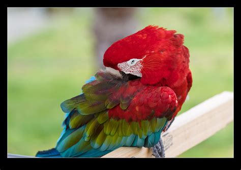 Macaws of Different Colors | RobsBlogs