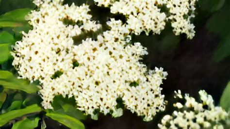 Are Elderberries Poisonous? 3 Facts - Detox and Cure