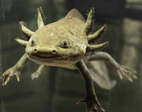 Axolotl Regeneration: All the Details About this Amazing Phenomenon! - Embora Pets