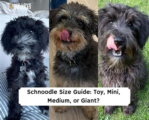 Schnoodle Size Guide: Toy, Mini, Medium, or Giant?