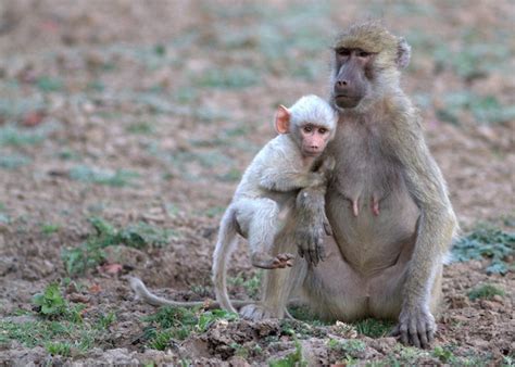 White Wolf : White baby baboon found in Zambia (Photos)