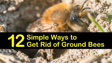 12 Simple Ways to Get Rid of Ground Bees