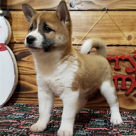 SHIBA INU | MALE | ID:5834-MK – Central Park Puppies