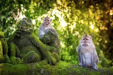 Planes En Bali: Descubre Monkey Forest o Templo De Los Monos - Ruta Viajera