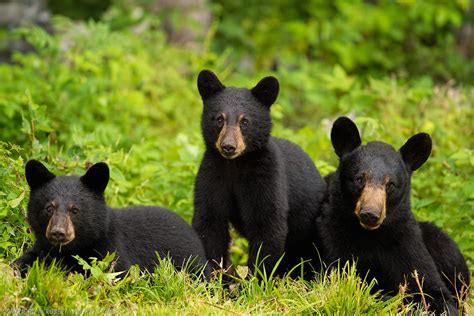 -Black-Bear-and-Her-Two-6mth-Old-Cubs-Copyright-Robert-Andersen. | Wildlife photography, North ...