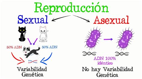 Tipos De Reproduccion Mindmap Voorbeeld | The Best Porn Website