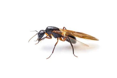 How to Treat Flying Carpenter Ants Infestation - Midway Pest Management