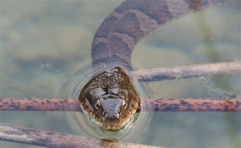 Northern Water Snakes – Facts, Fiction and Phobias! – Oakland County Blog