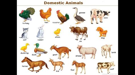 Pet Animals Name Chart - Pet Spares