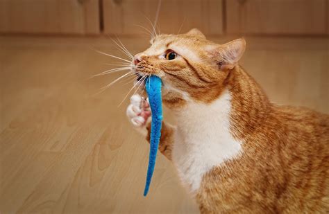 Why Cats Bring You Their Toys? 8 Reasons & FAQ - Excited Cats