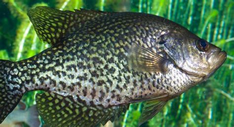 Black Crappie · Tennessee Aquarium