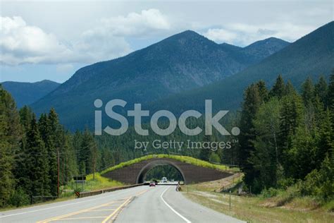 Montana Highway 93 Animal Bridge On Salish-Kootenai Reservation Stock ...