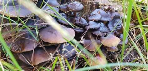 Agaric Dark Forest - Free photo on Pixabay - Pixabay