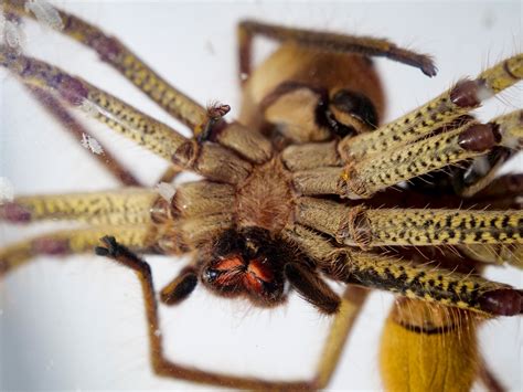 Mating habits of Australia's golden huntsman spider captured in rare photos | SBS News