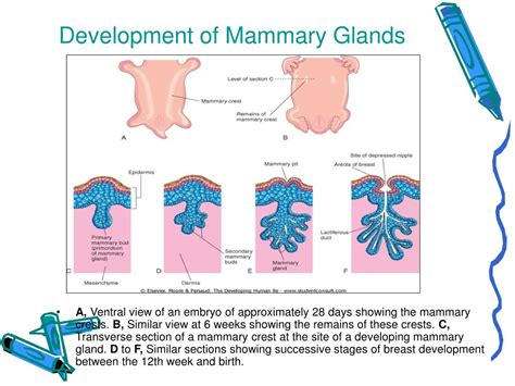 Anatomy Of Mammary Gland