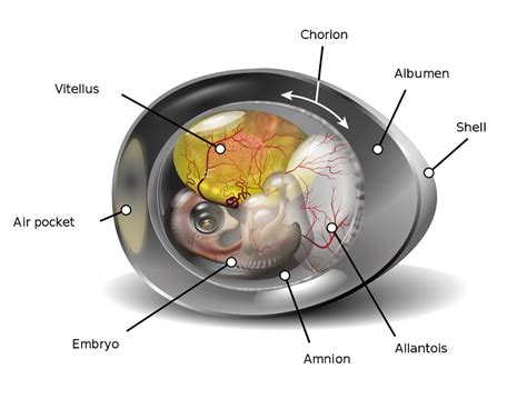 What Are Amniotic Eggs