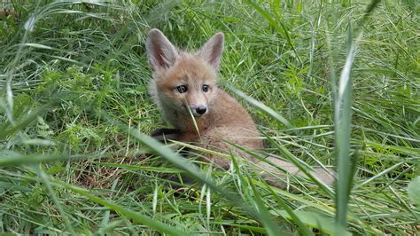 red-fox-baby-1 - Wildlife Rehabilitation and Release