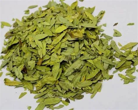 Senna Leaves/ sanay patti, Packaging Size: 1 Kg at Rs 65/kg in Phalodi | ID: 23310842812