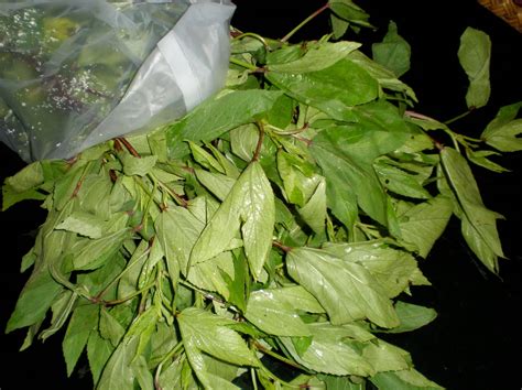 Niya's World: Benefits of Gongura & Gongura Recipes