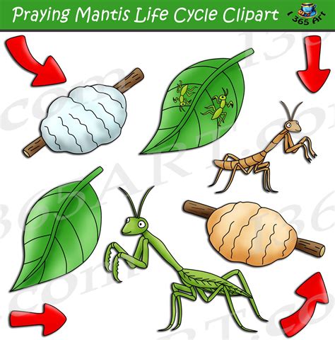 Praying Mantis Life Cycle Clipart Bundle - Clipart 4 School | Life cycles, Praying mantis life ...