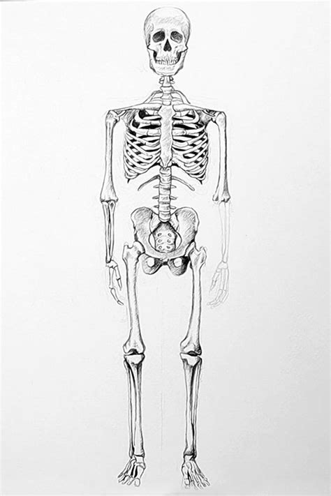 Top 82+ human skeleton sketch - seven.edu.vn