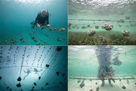 Meet The Underwater Sea Sponge Farmers Of Zanzibar | HuffPost