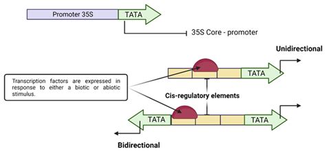 Genes | Free Full-Text | Plant Promoters: Their Identification, Characterization, and Role in ...