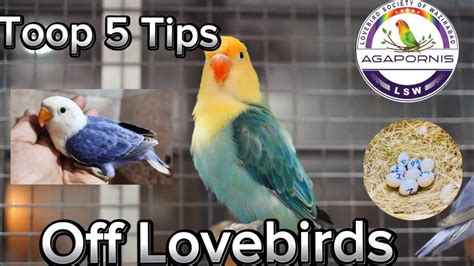 Top 5 Tips off lovebirds during breeding season #foryou #viral #sortvideo #youtubeshorts - YouTube