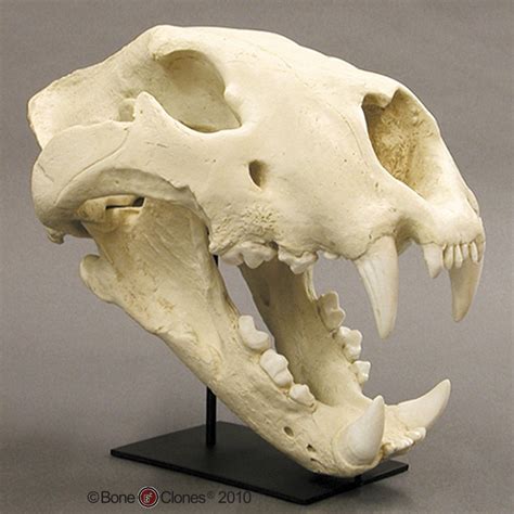 American Lion Skull | Bear skull, Animal bones, Animal skeletons