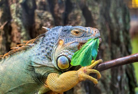 Green iguana eating leaf while resting on branch of tree · Free Stock Photo