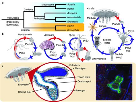 | cnidarian relationships, life cycles and sensory structures. a,... | Download Scientific Diagram