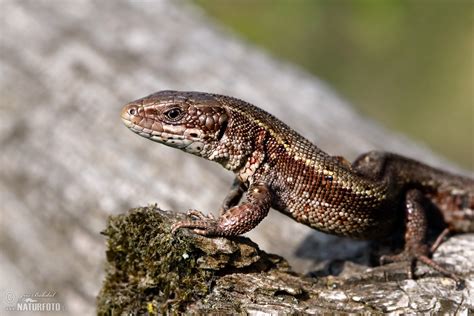 Viviparous Lizard Photos, Viviparous Lizard Images, Nature Wildlife ...