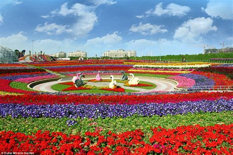 Rainbow-coloured oasis with 45m flowers is in the middle of a Dubai ...