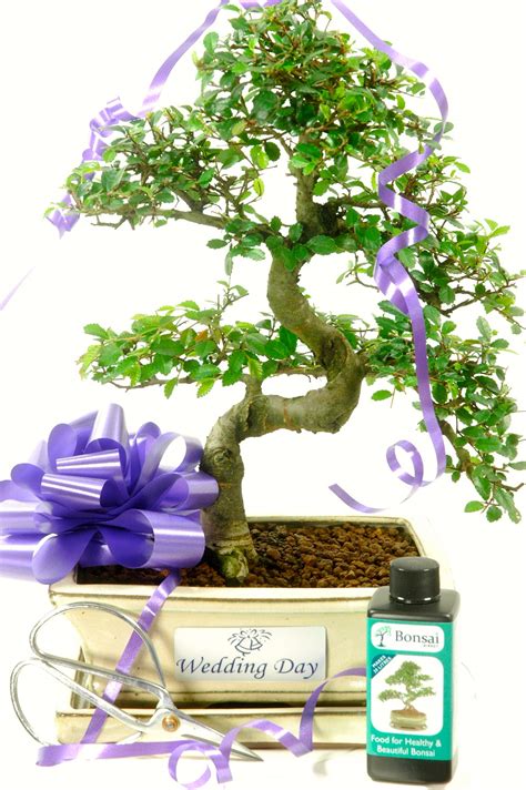 Exquisite Premium Elm Wedding Gift Bonsai. Free delivery available.