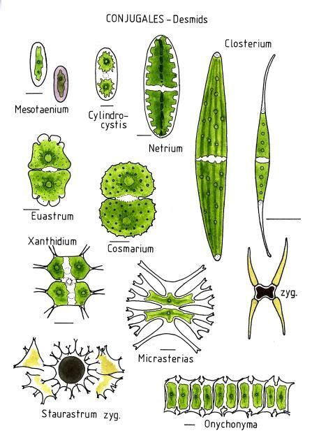 Conjugales desmids | Biology plants, Microscopic, Microscopic photography