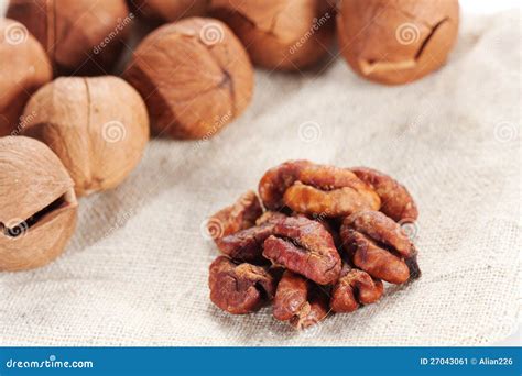 Wild Hickory Nuts Stock Image - Image: 27043061