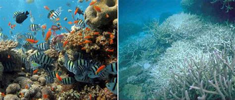 Climate change seeps into the sea – Climate Change: Vital Signs of the Planet