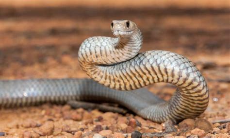 Eastern Brown Snake Bite: Why it has Enough Venom to Kill 58 Humans ...