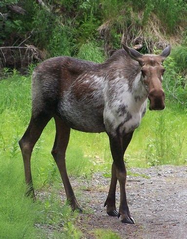 Piebald Moose | Animals, Mammals, Moose