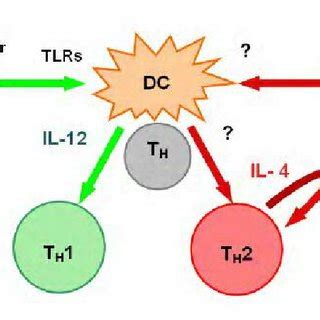 Factors influencing Th1/Th2 polarization When exposed to parasite... | Download Scientific Diagram