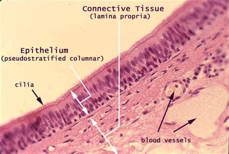 Histology at SIU