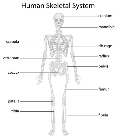 Skeletal System Vector Art, Icons, and Graphics for Free Download