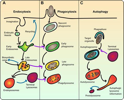 Frontiers | The Lysosome Signaling Platform: Adapting With the Times